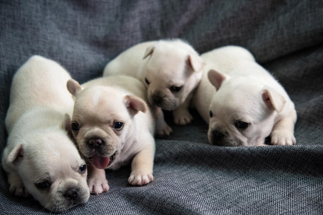 法斗大便带血怎么办,法斗幼崽大便稀还吐精神好