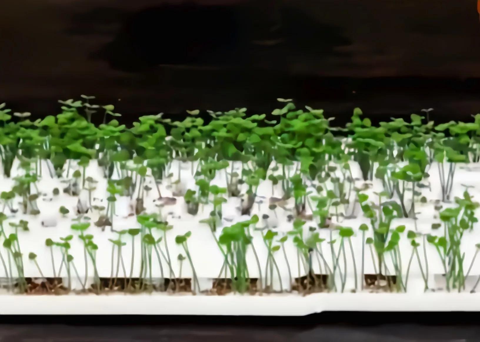 只用小苏打和白醋做胶水,不用小苏打光用牙膏做胶水