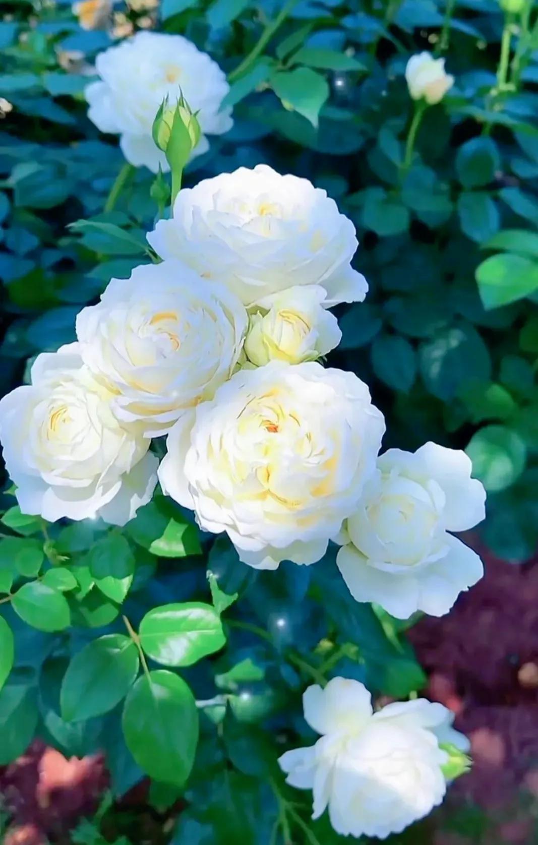 我爱月季花歌曲,我爱月季花300字