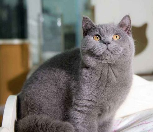 英短蓝猫折耳是不是养不活,英短蓝猫为什么不建议养