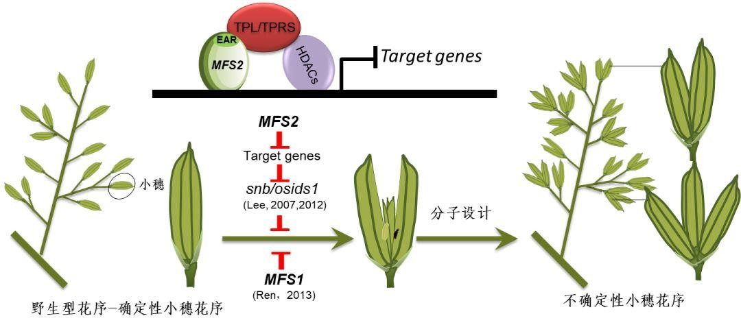 米糠营养价值研究,农业技术益处