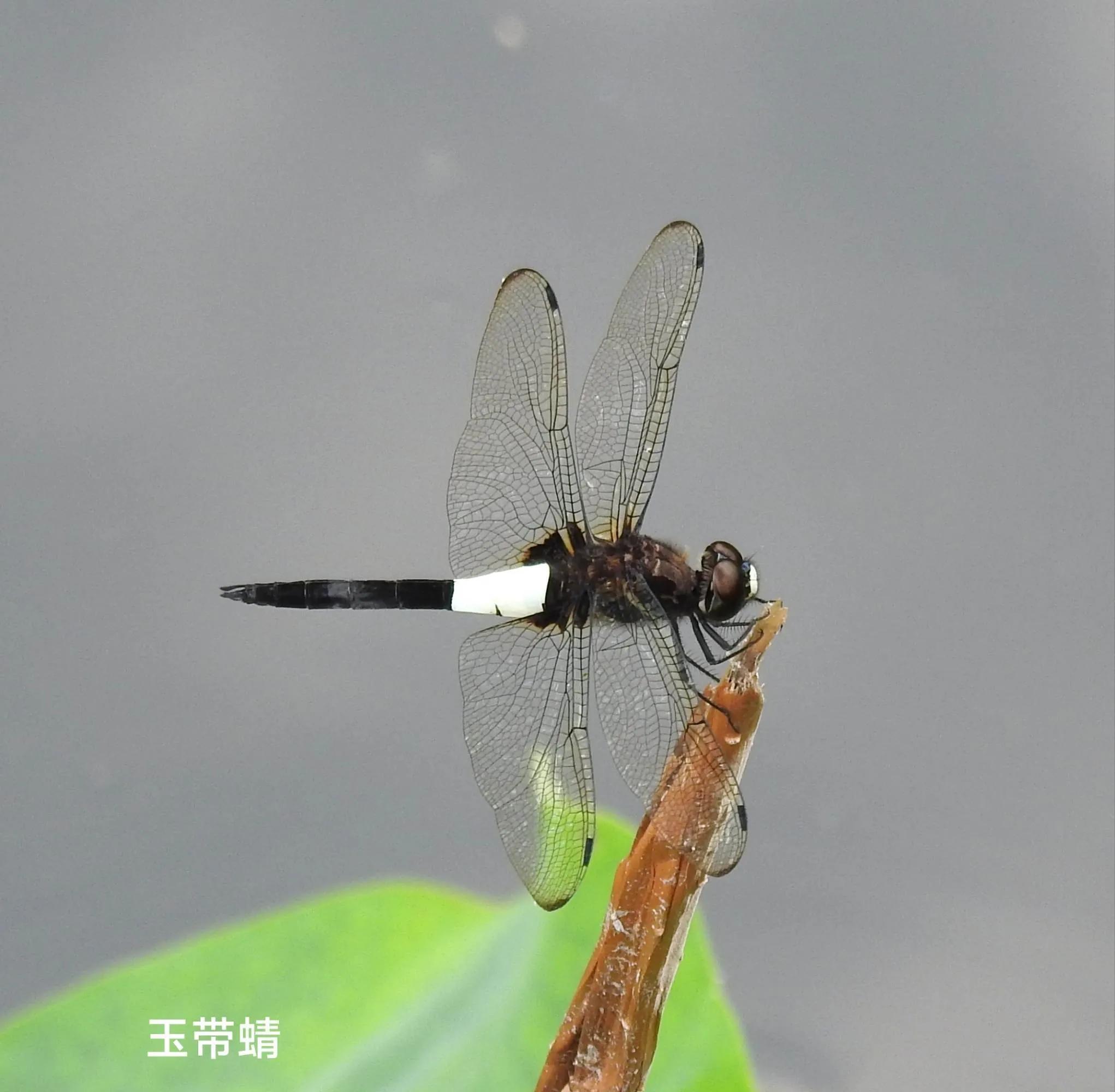 豆娘和蜻蜓是同一种动物吗,蜻蜓豆娘是珍稀动物吗