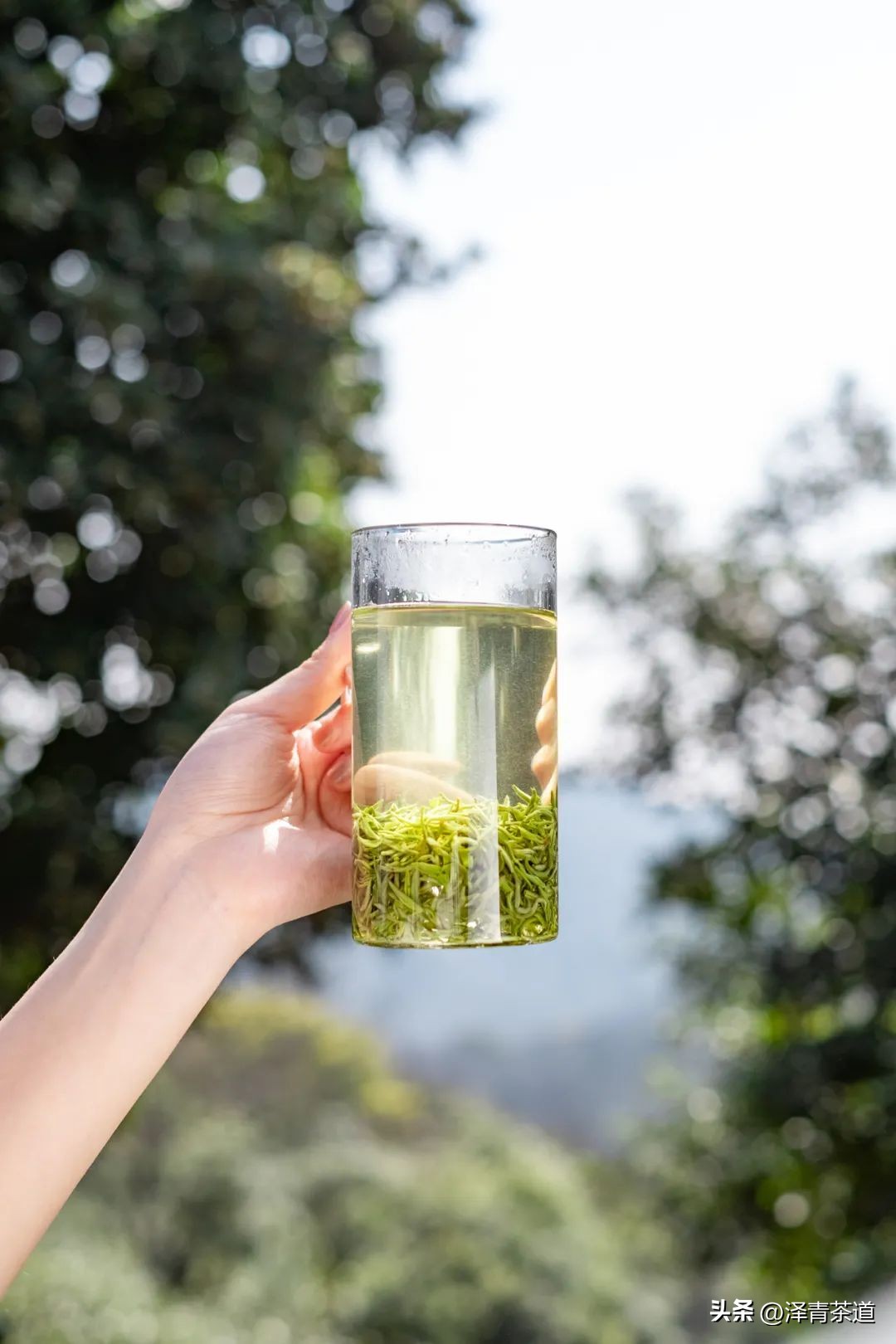 中国10大名茶品牌排名图片,2022年最具品牌价值的10大茶品牌