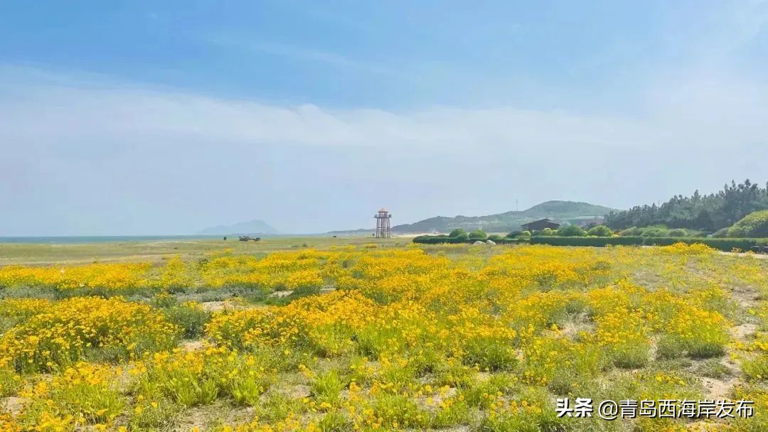 青岛冬天动物园野生动物世界,青岛野生森林动物园旅游攻略