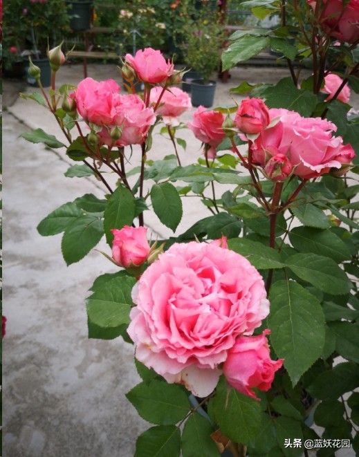 月季花盲芽,月季花怎么有盲枝和盲芽呢