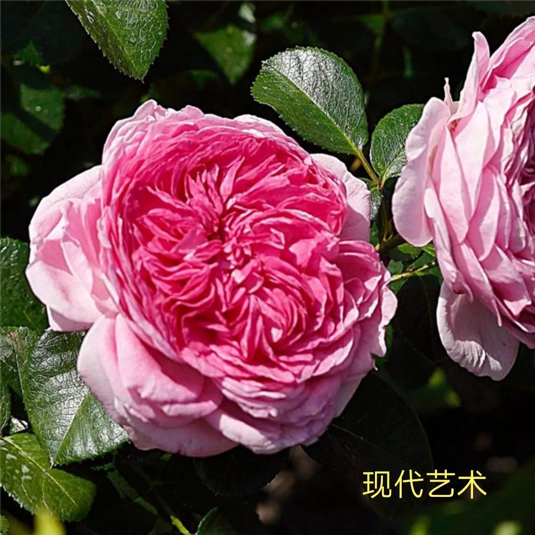 花店卖的切花月季品种,切花月季冬季修剪方法