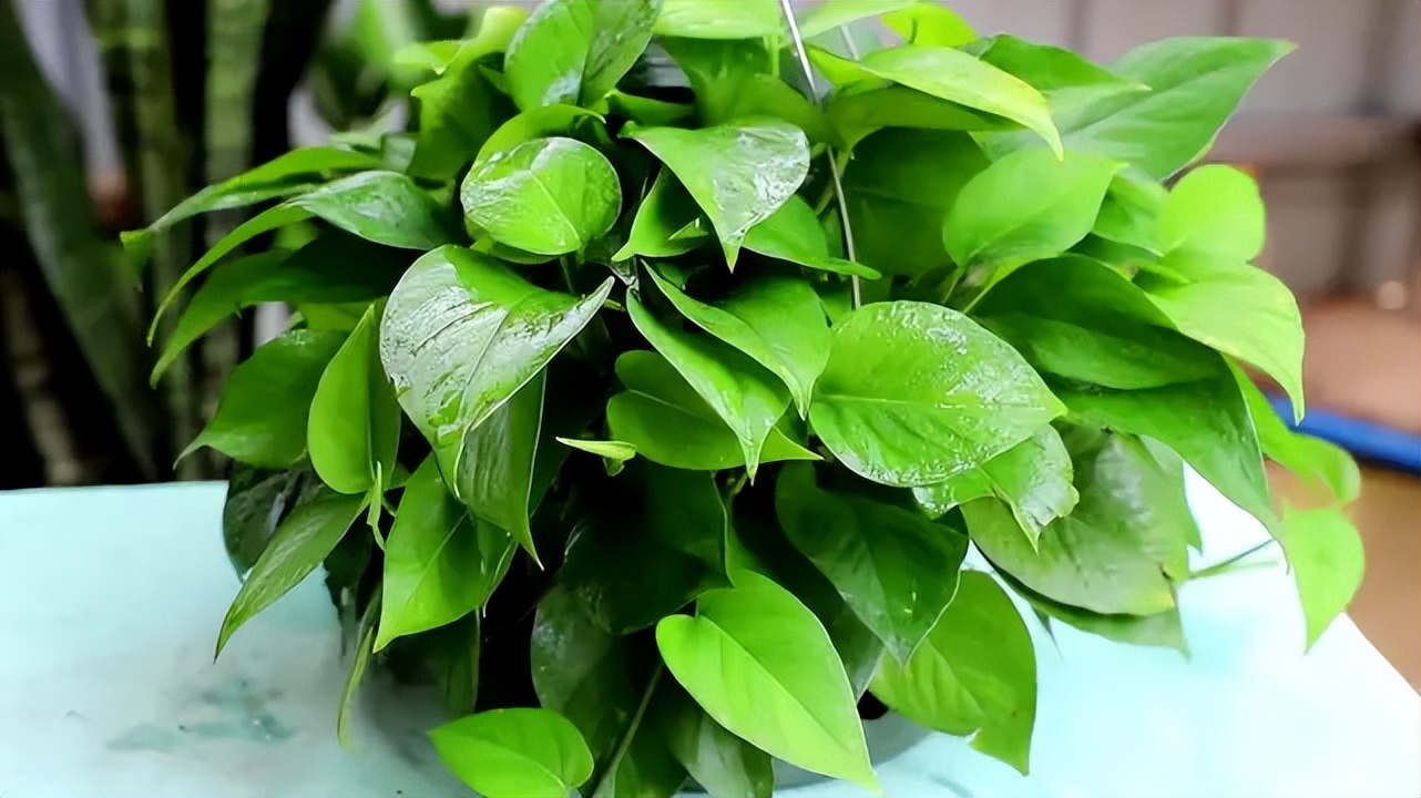 推荐9种适合在办公室养的小盆栽,办公室绿植盆栽室内净化空气