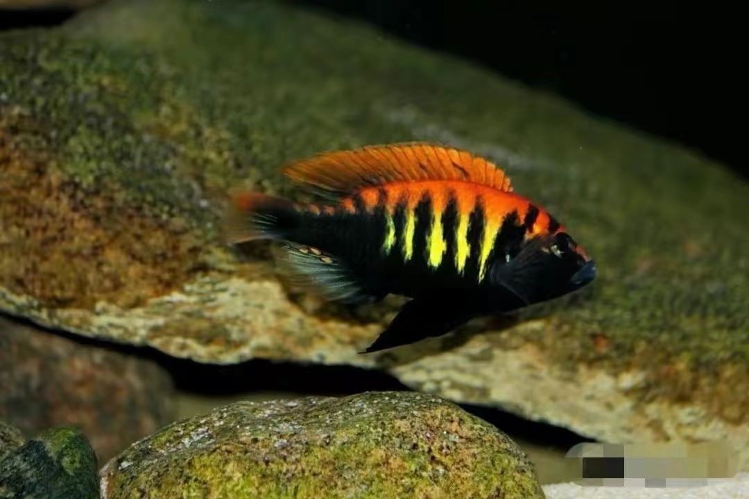 精心挑选6种最容易饲养的观赏鱼,新手饲养观赏鱼有哪些推荐