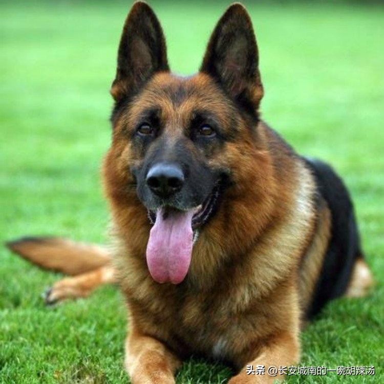 100种名犬价格,世界名犬排名前100图巴哥犬