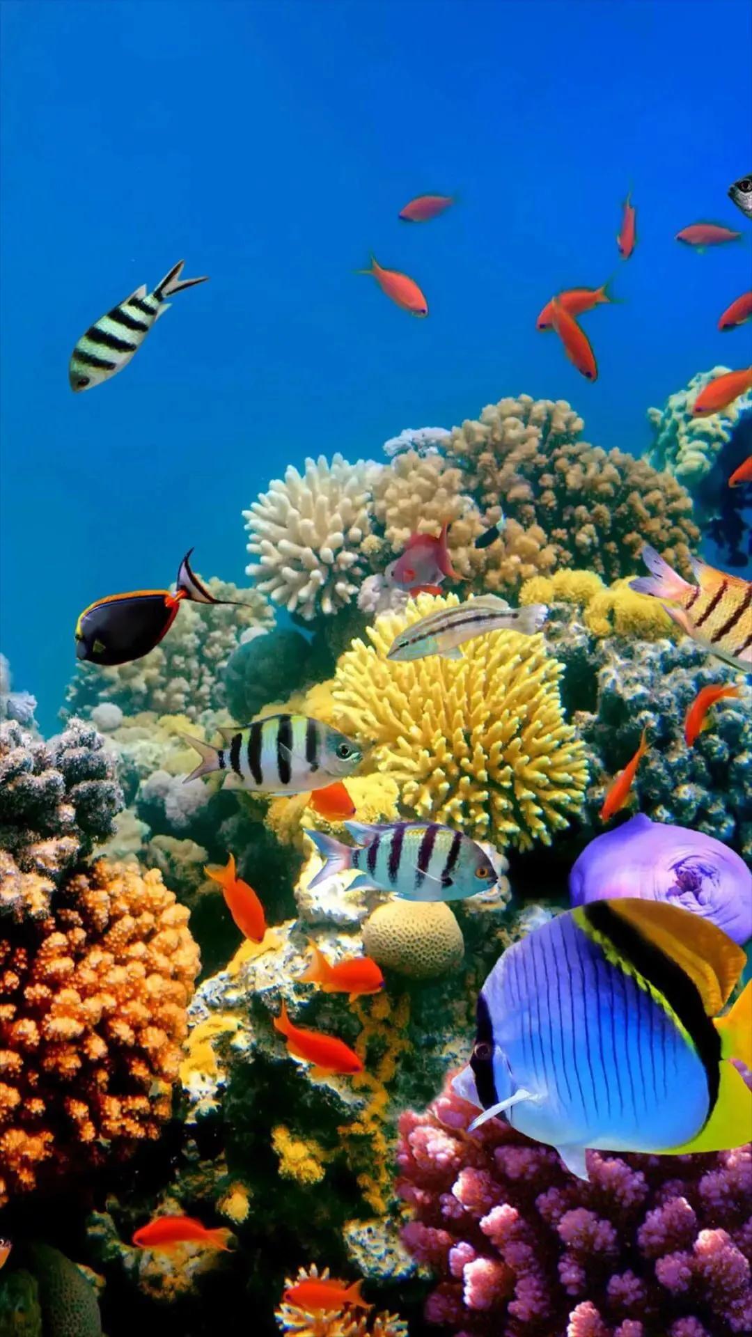 海底奇妙世界图片,海底世界的图片