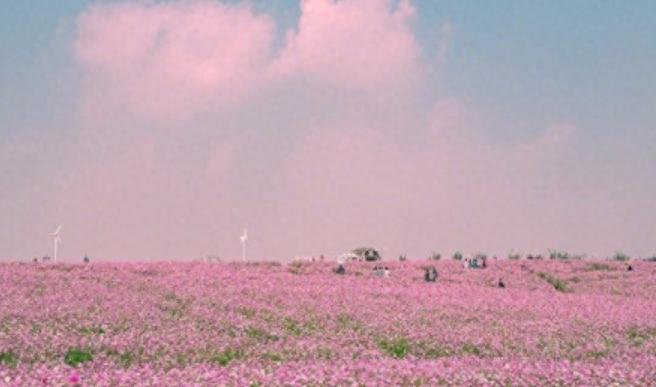 儿子不幸离世，赔偿款被公婆全部拿走，儿媳还有义务给他们养老吗