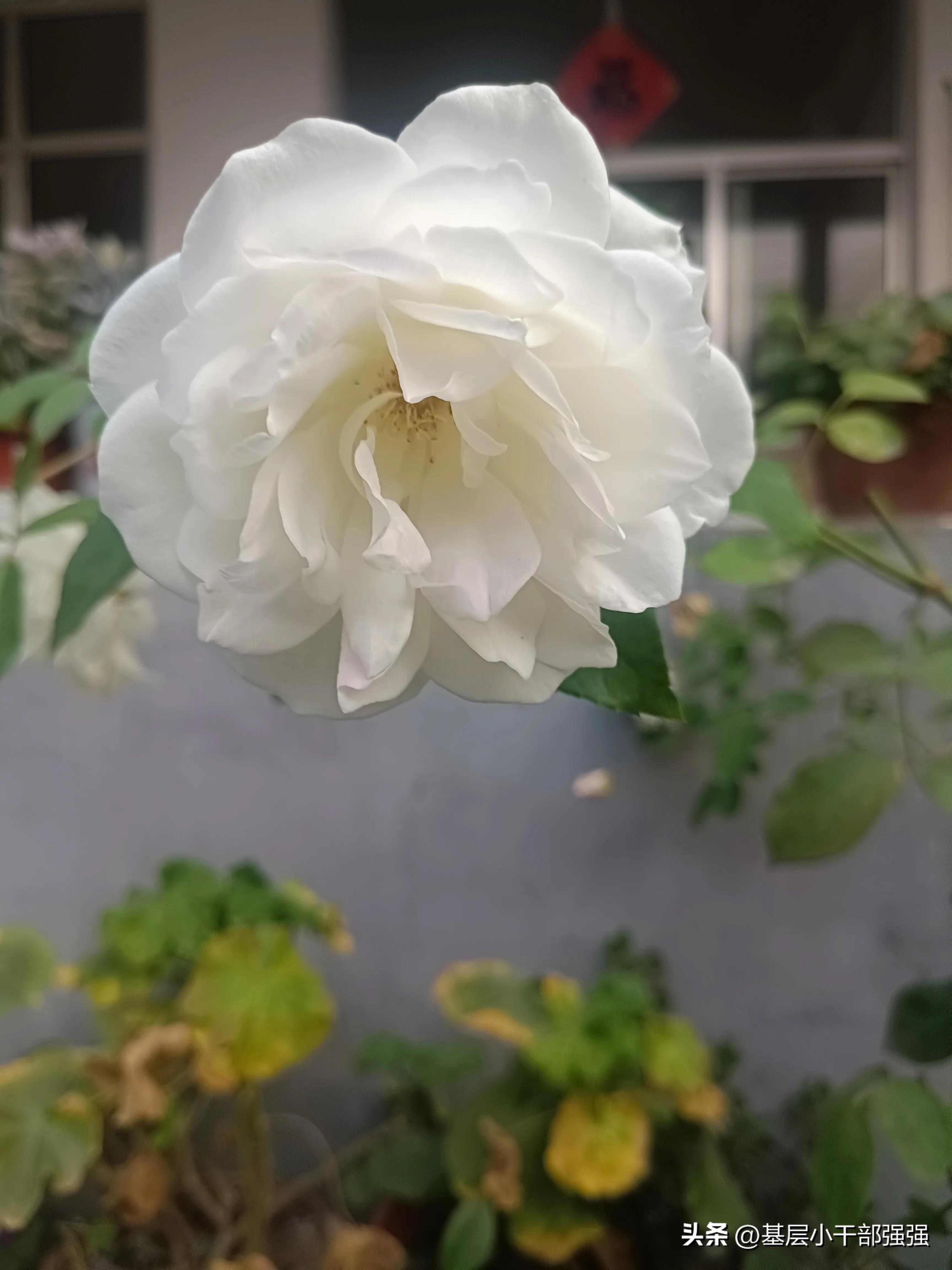 秋雅老公是谁,秋雅王智