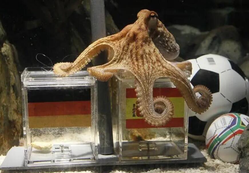 章鱼保罗预言欧洲杯,巴西世界杯章鱼保罗