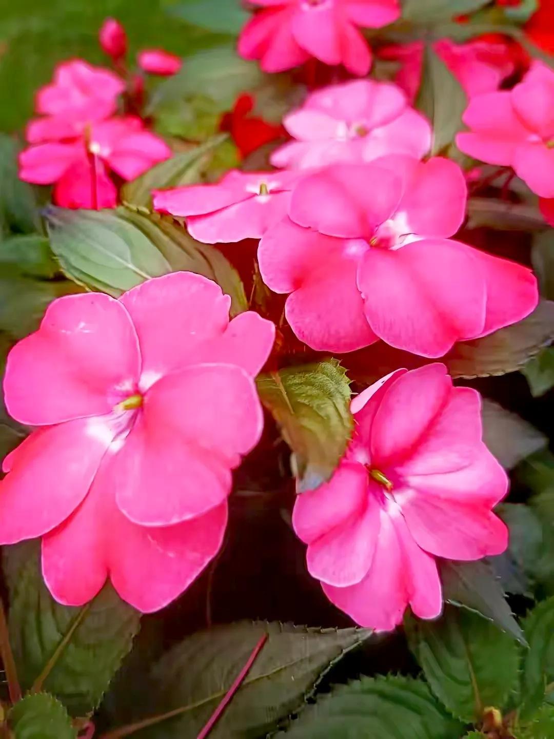 美丽五颜六色的凤仙花,七月最美的花景视频素材