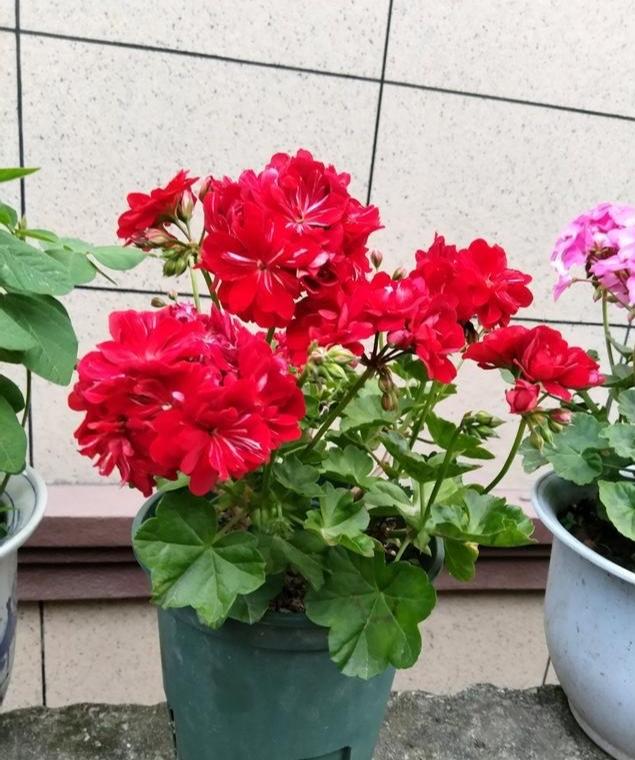 3种花最适合夏天养,4种花最适合冬天养开花漂亮