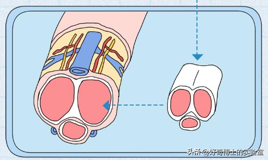 男生丁丁变歪是身体出了什么问题吗？影不影响*生活性**？