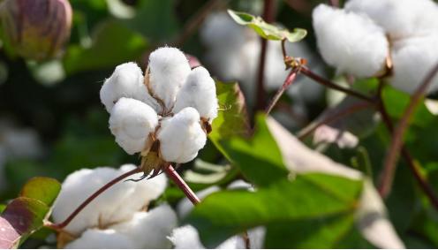 别再傻傻被骗了完整版,别再傻傻被骗了是真的吗