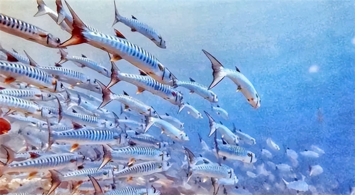 被侵占的南海主要岛礁,南海最大岛礁现状