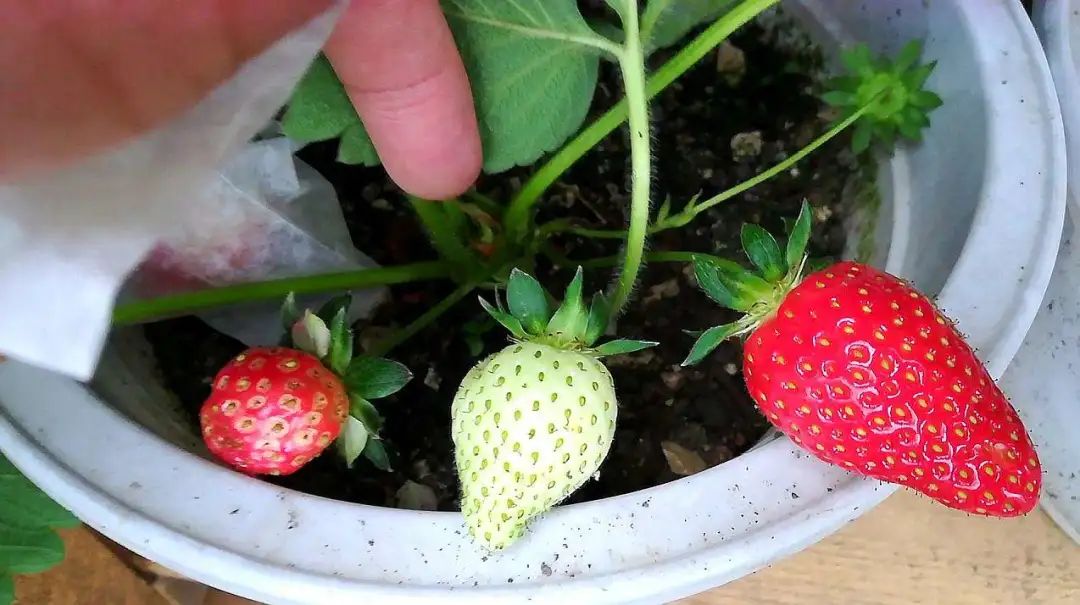 草莓的秘密,草莓的10种秘密