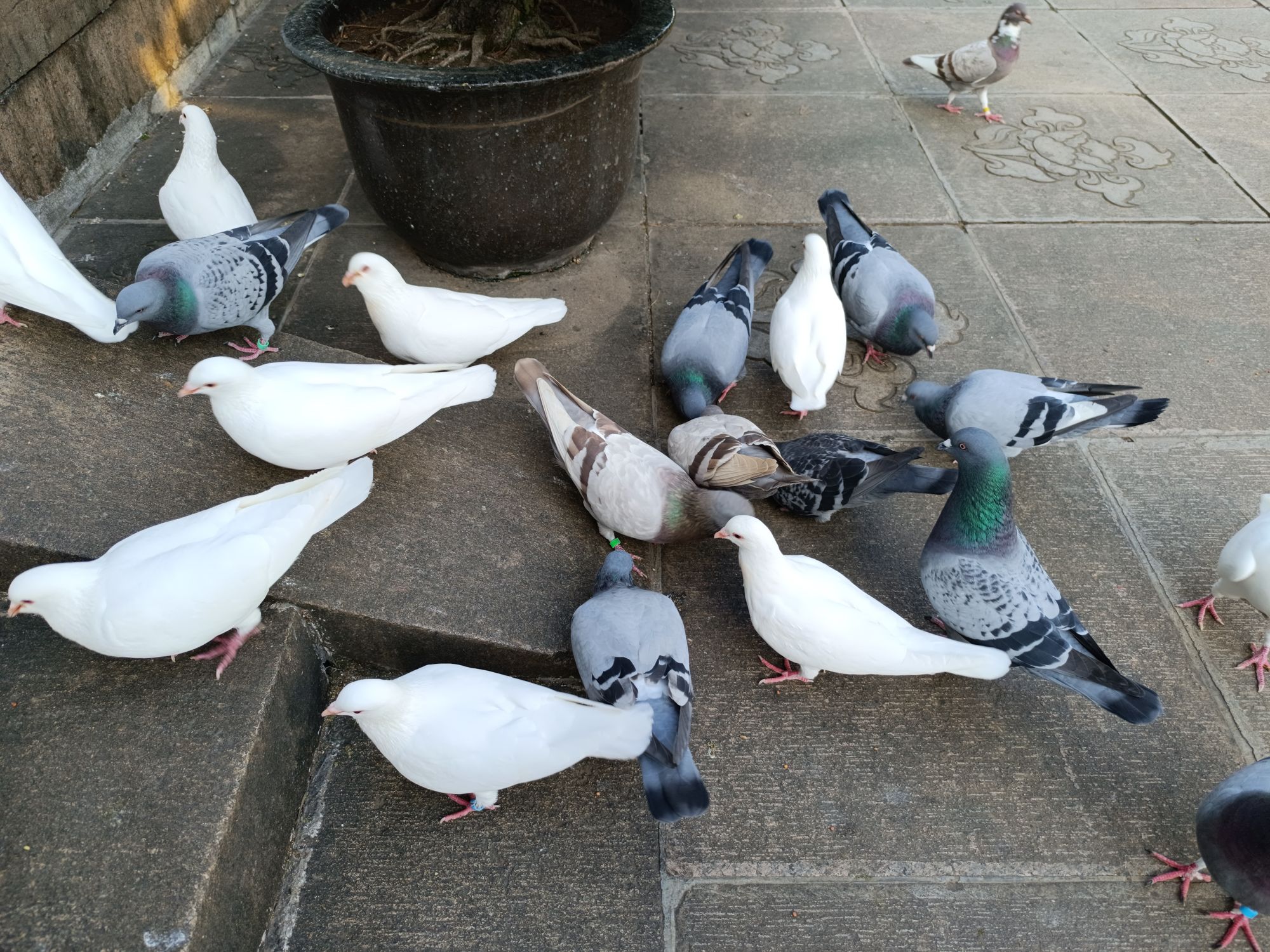 redminote12探索版屏幕,redminote12探索版参数