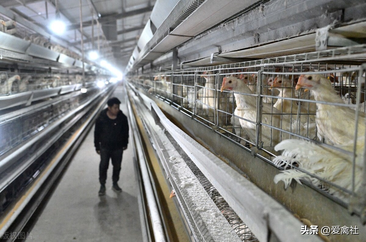 养蛋鸡利润高还是肉鸡利润高,养青年蛋鸡的利润分析