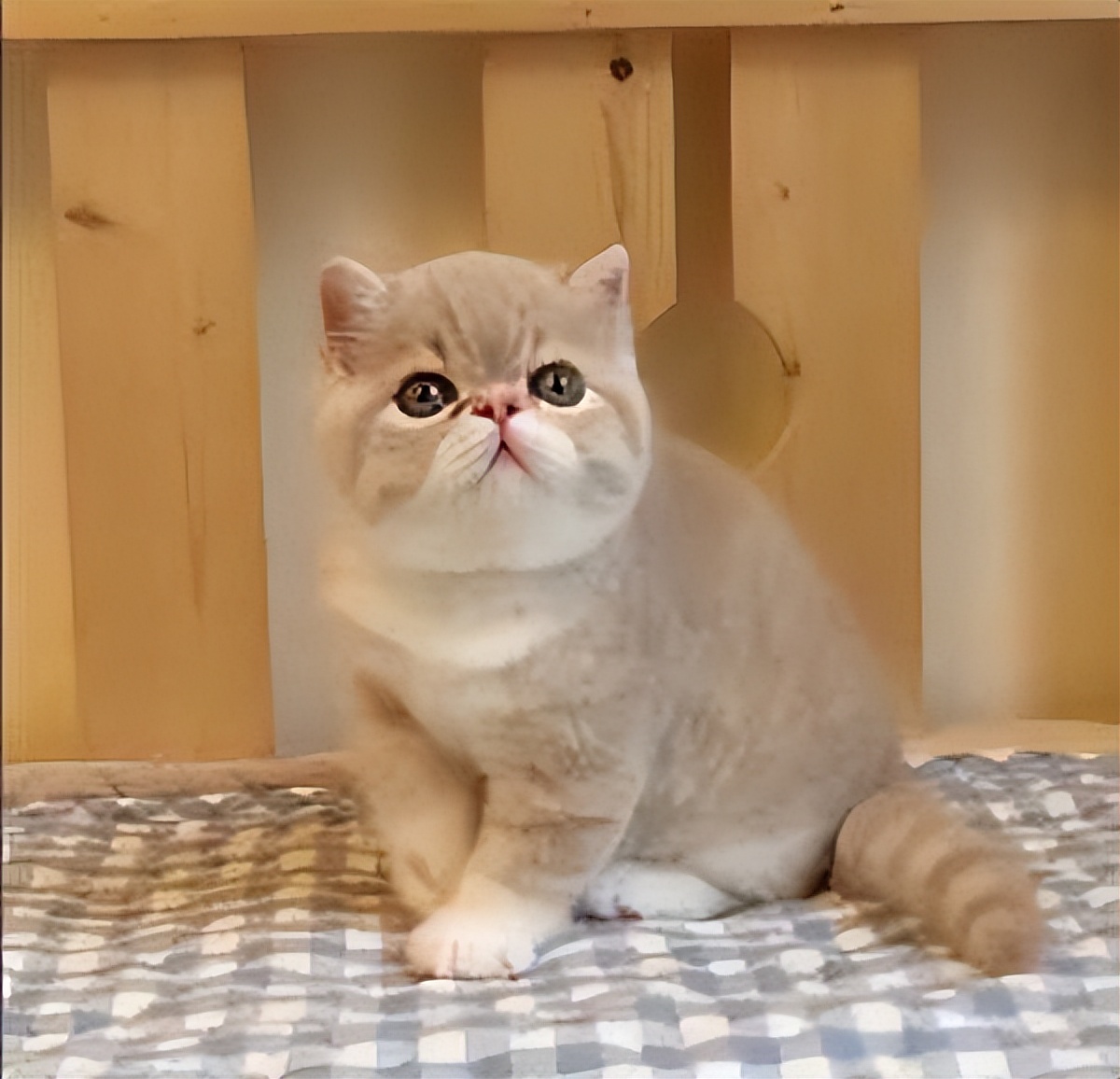 这5种猫堪称白眼狼养了也白养,新手最容易养的5种猫