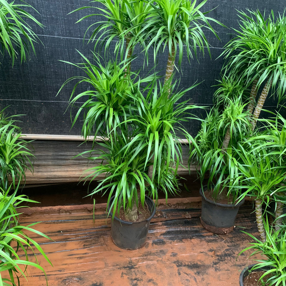 十种最吉利的镇宅绿植盆栽,阳台旺宅的大盆栽花