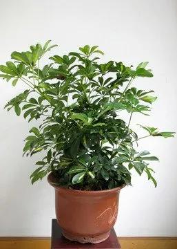 鸭脚木又叫鹅掌柴吗,鹅掌柴学名