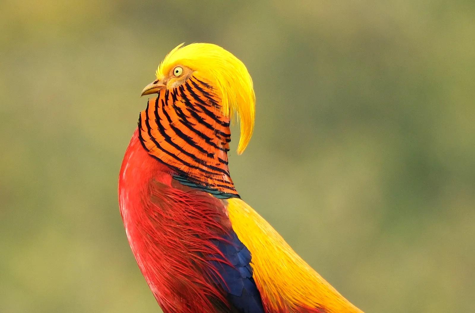 平顶山鲁山县红腹锦鸡,鲁山县红腹锦鸡
