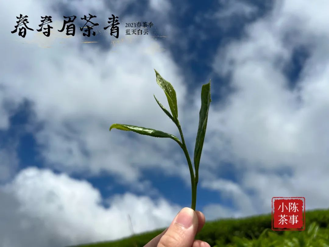 白茶寿眉好喝还是银针好喝,白茶寿眉和白毫银针