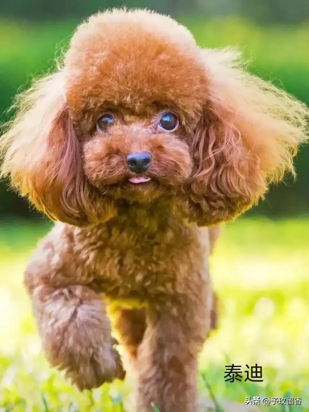 宠物狗应该怎么养详细介绍科普,宠物狗喂养及训练方法有哪些