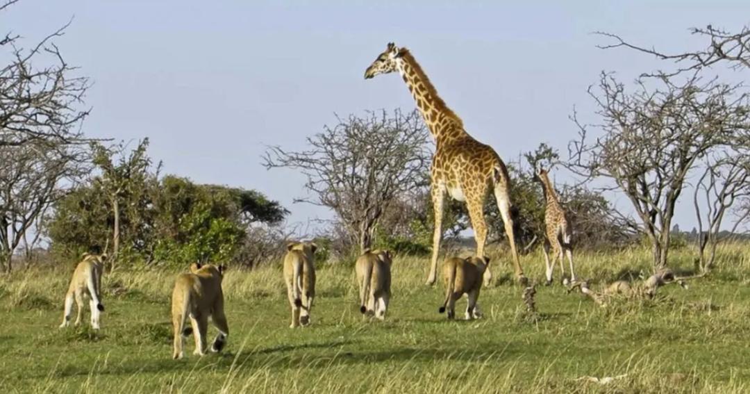 站着睡觉的动物有长颈鹿么,长颈鹿如何踢爆狮子