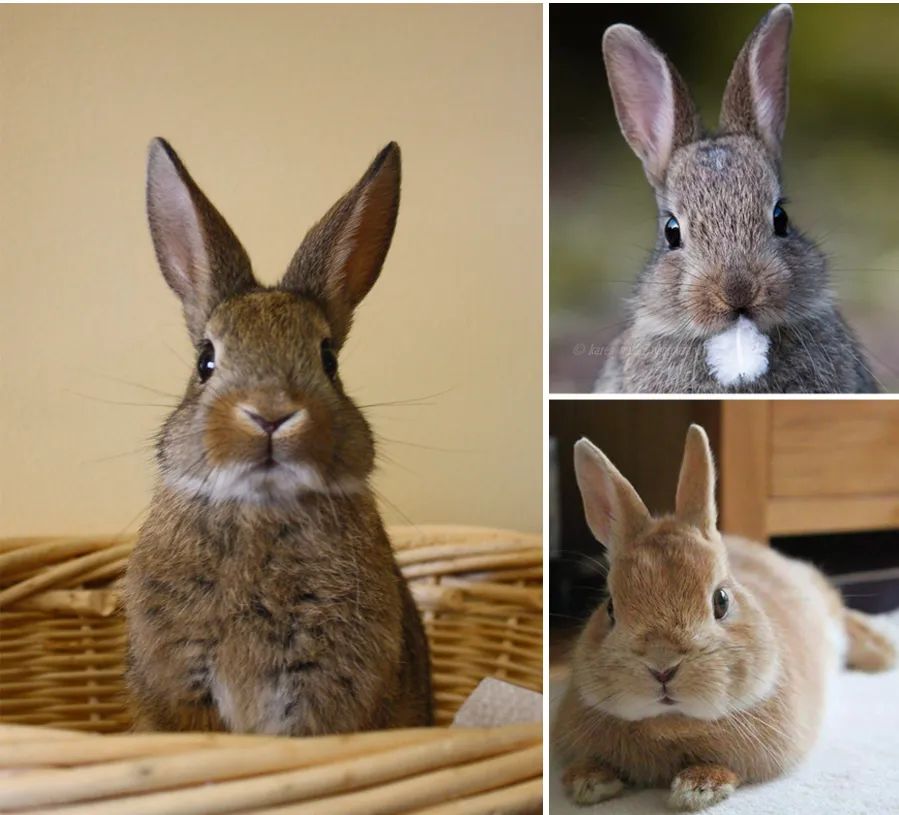 儿童画教程｜创意卡通艺术课程《时髦的小兔子》