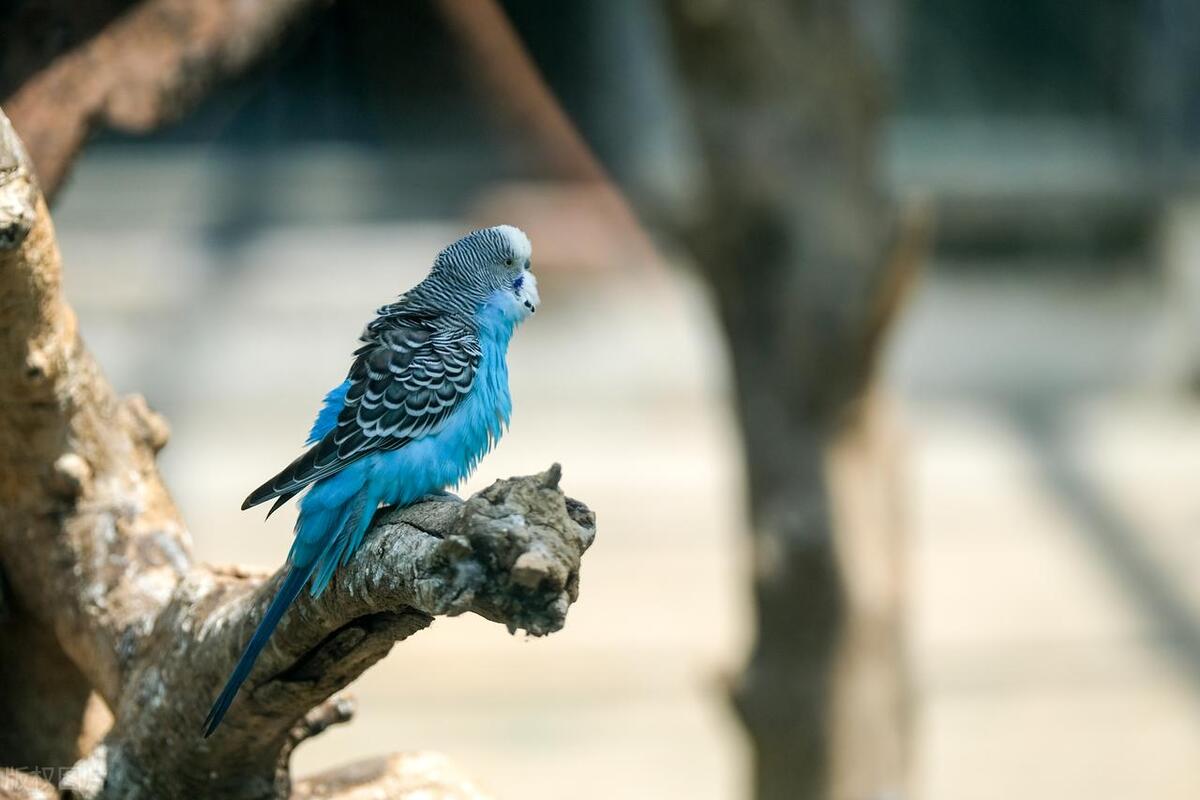 鹦鹉剪喙的正确方法,怎样修剪鹦鹉的嘴是最合适的