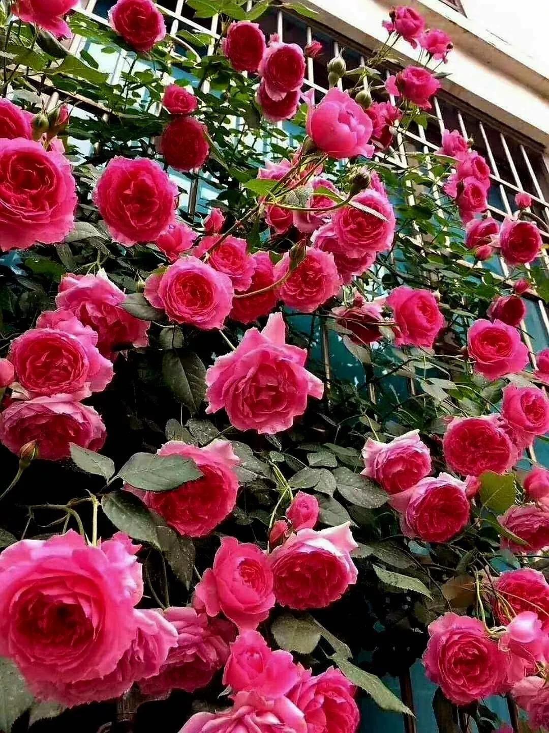 月季品种醉花,月季品种大全及图片欣赏