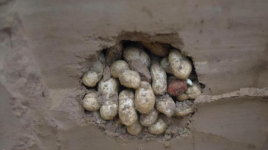 农村用老鼠笼和夹子抓老鼠,小时候用老鼠笼抓老鼠