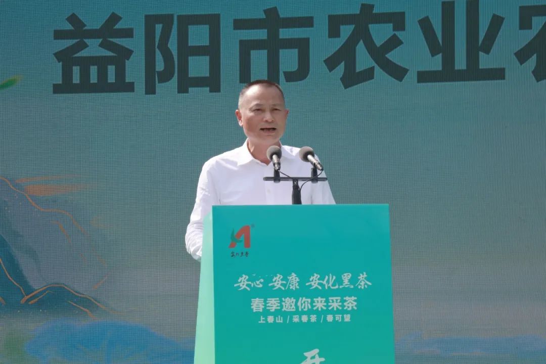 安化黑茶开园视频,安化黑茶网上开园