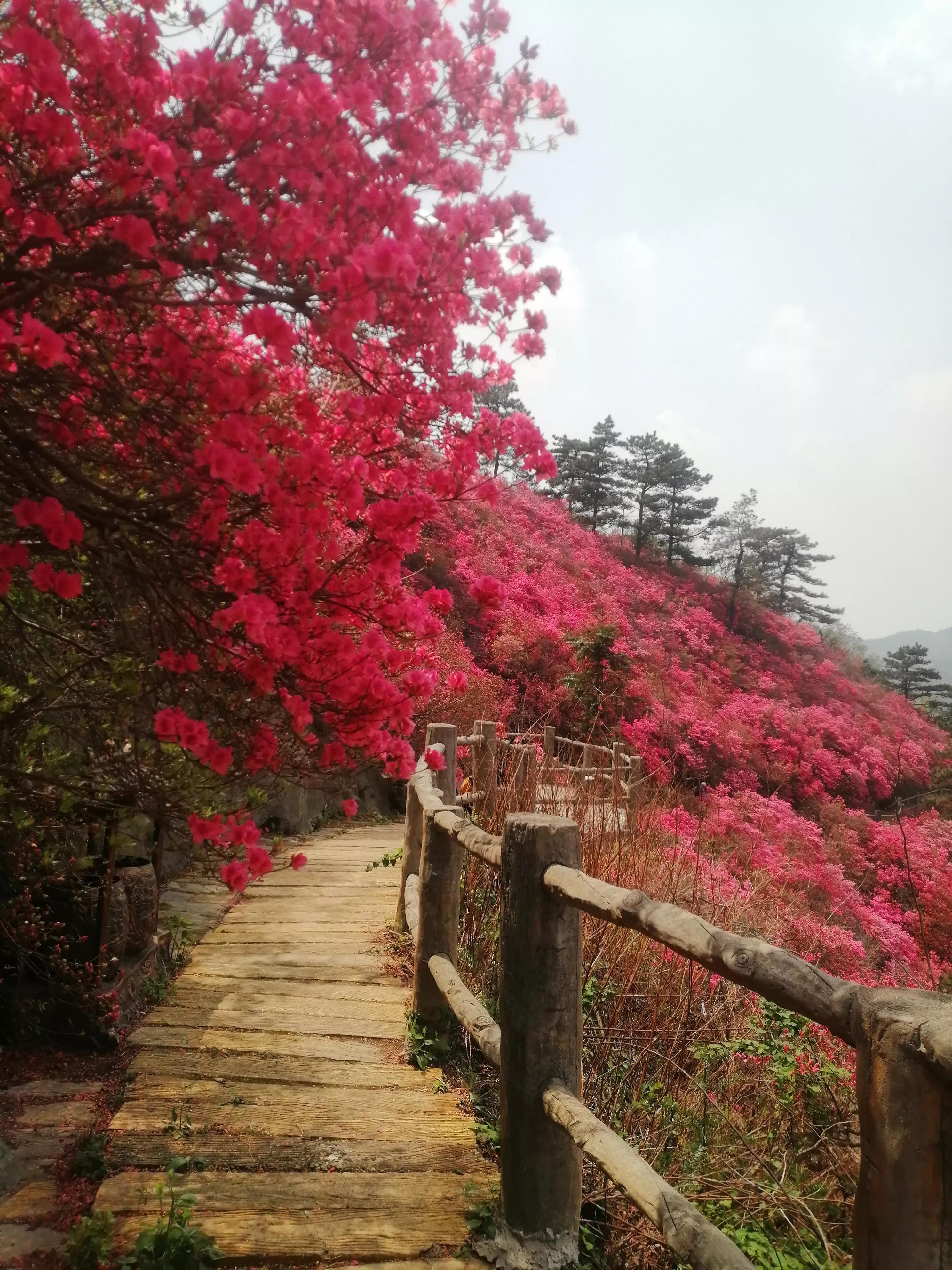 最美映山红完整版,最美映山红图片