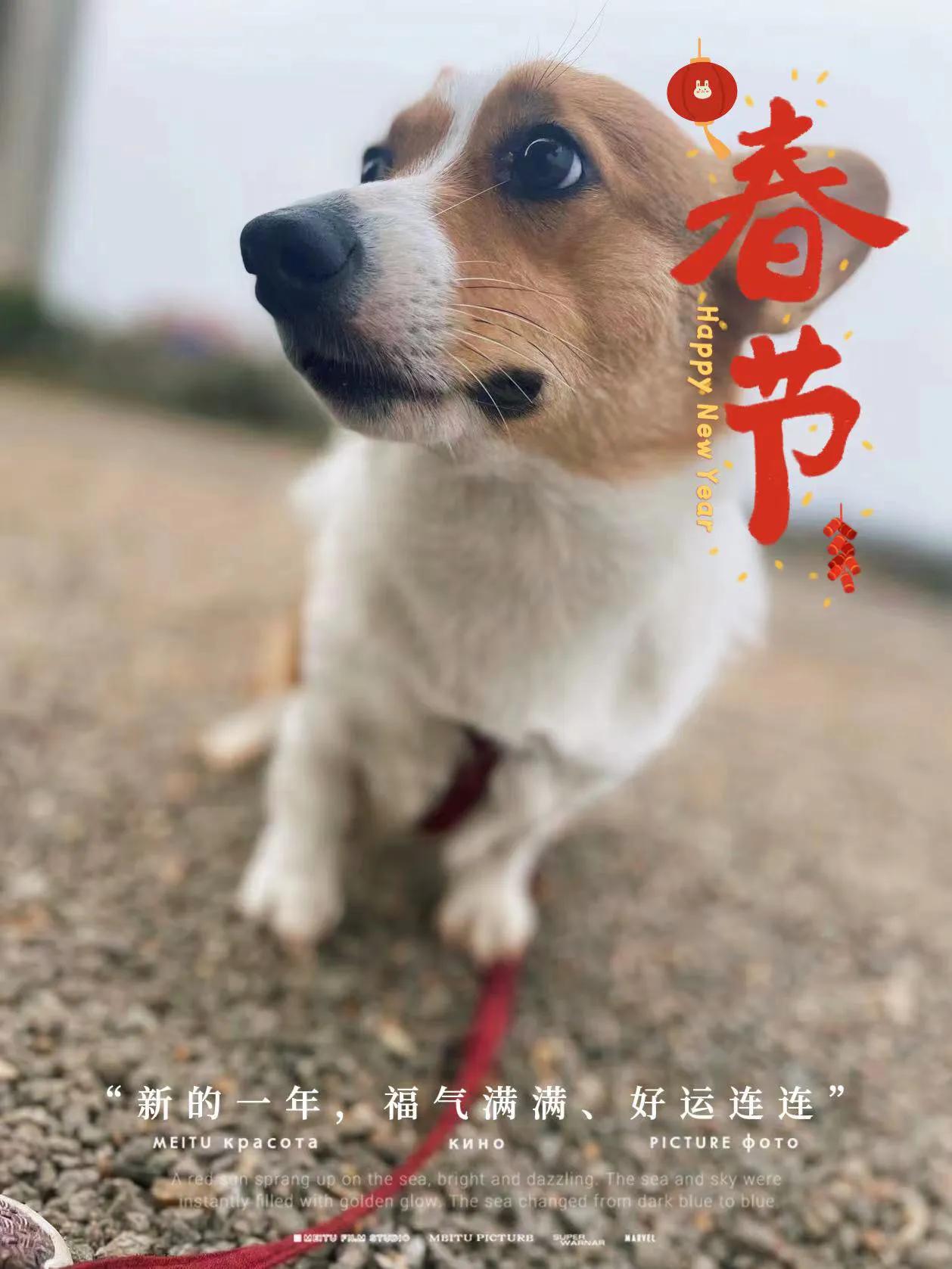 爱宠记‖像对爱情一样慎重