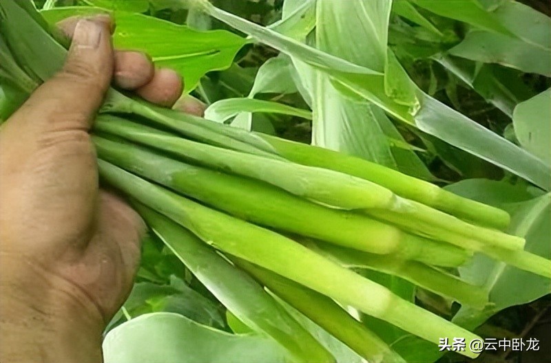 老韩讲了一个故事：高粱地里的黑霉霉