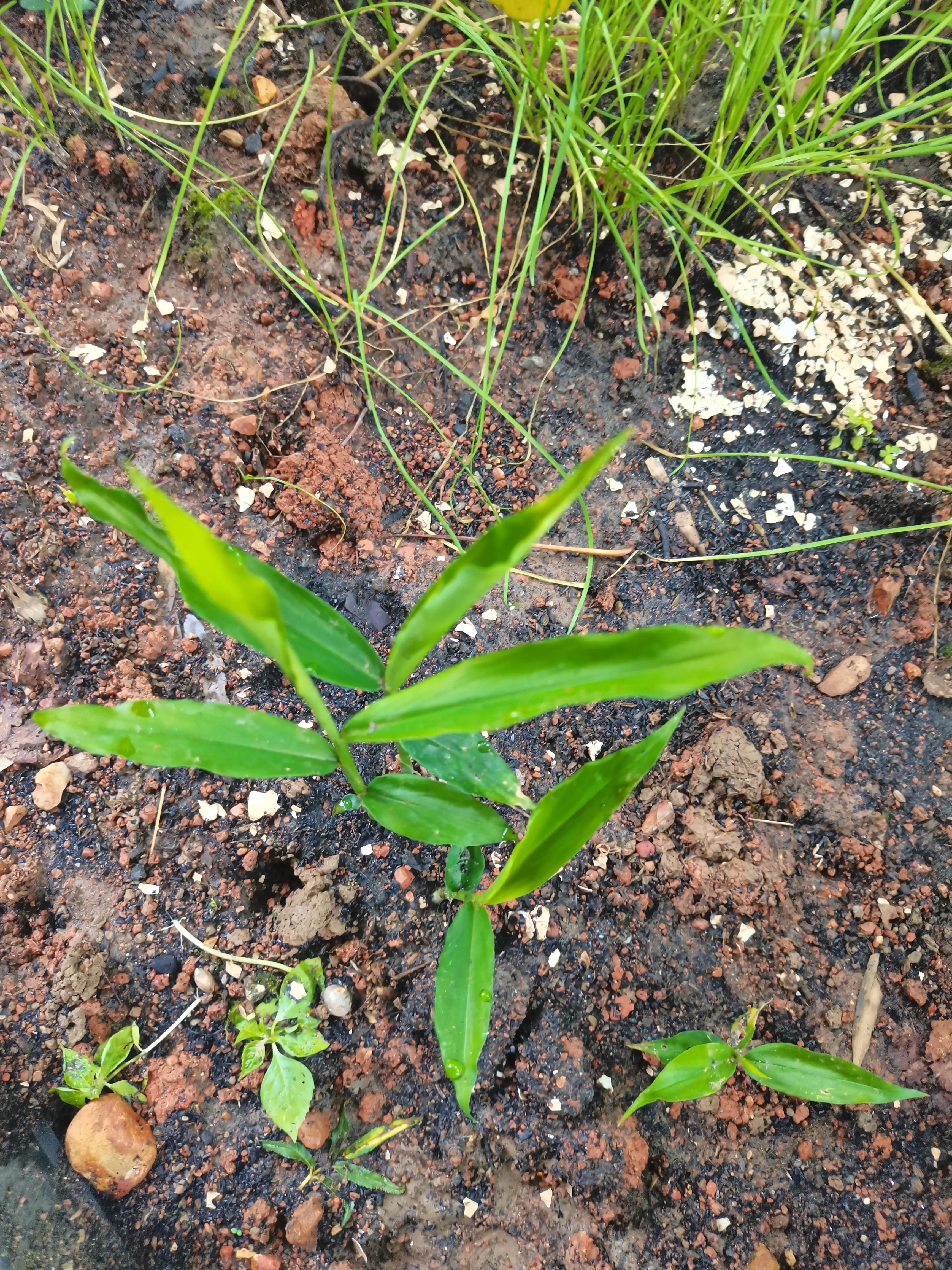 花园里的一年四季,春天花园里美丽景色