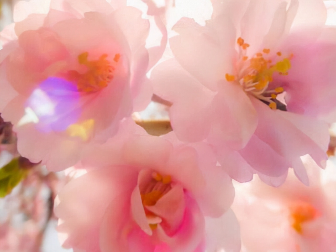 双子座的优点和缺点图片,双子座所有的优点