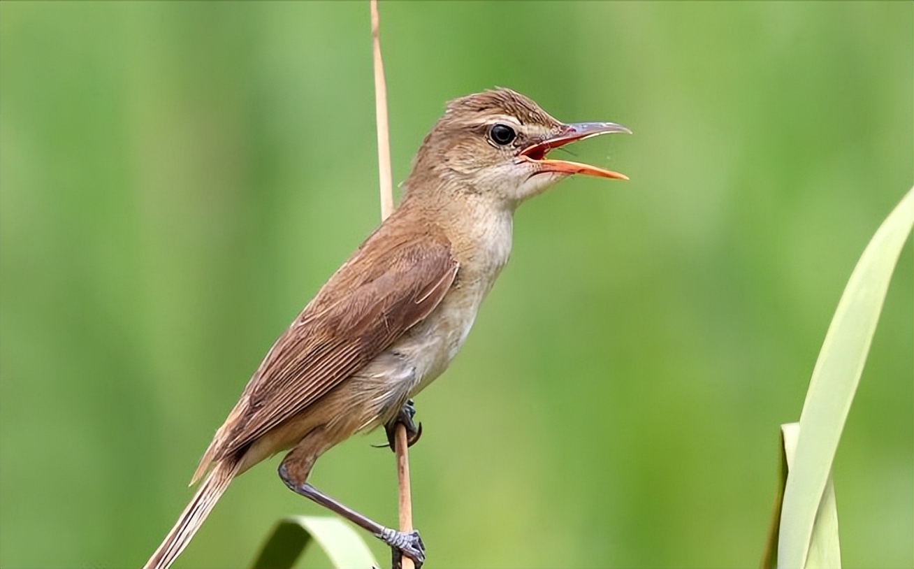 鸟儿大全高清图,高清珍稀鸟动态图片大全