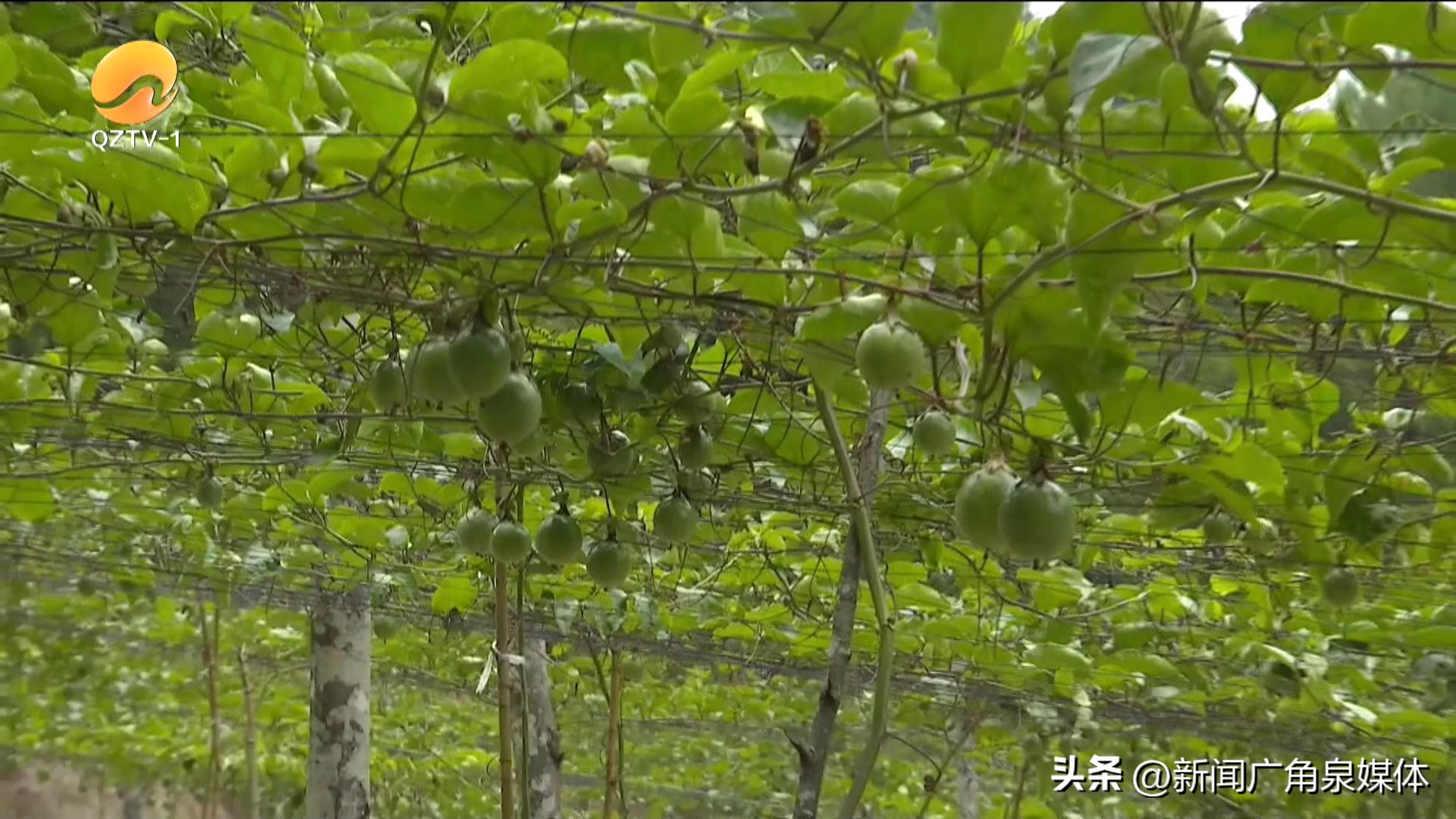 黄金百香果现摘大果,德化葛坑黄金百香果