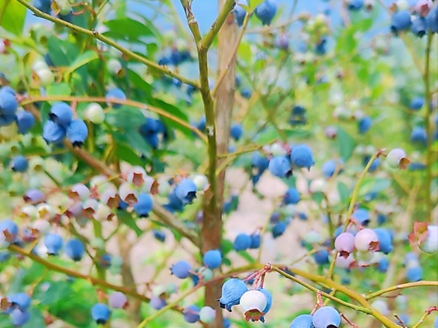 六月果采摘,蕲春水果采摘基地