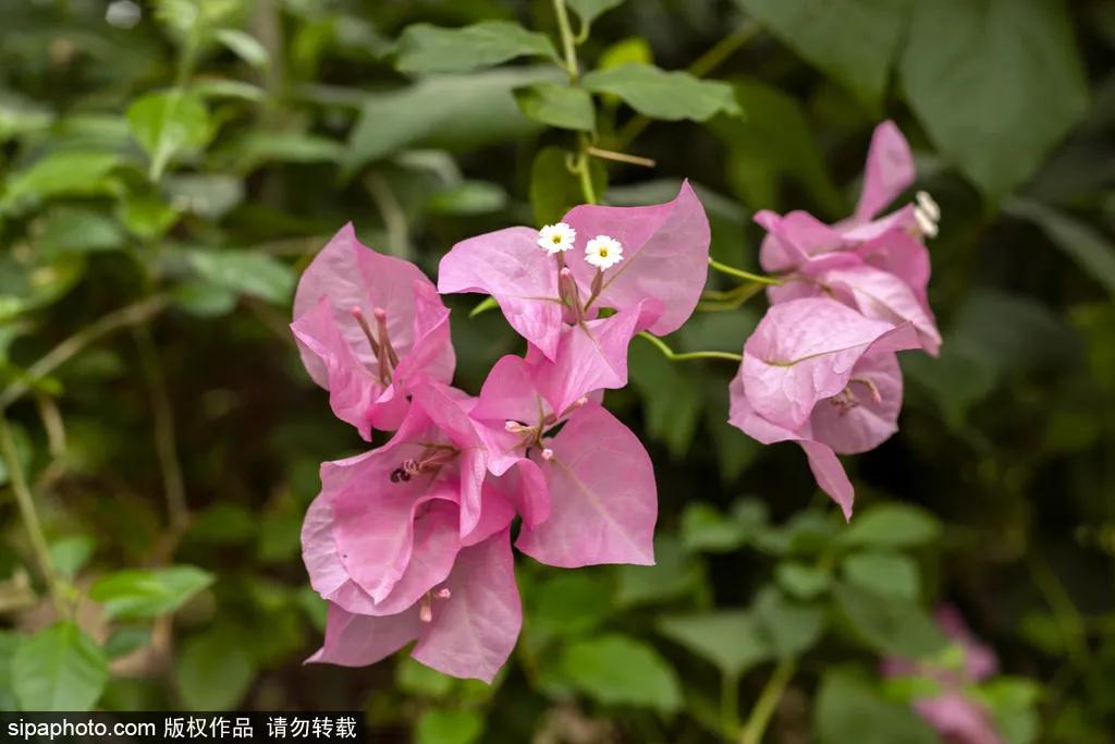 春天北京看花的景点推荐,北京冬天看花的景点推荐