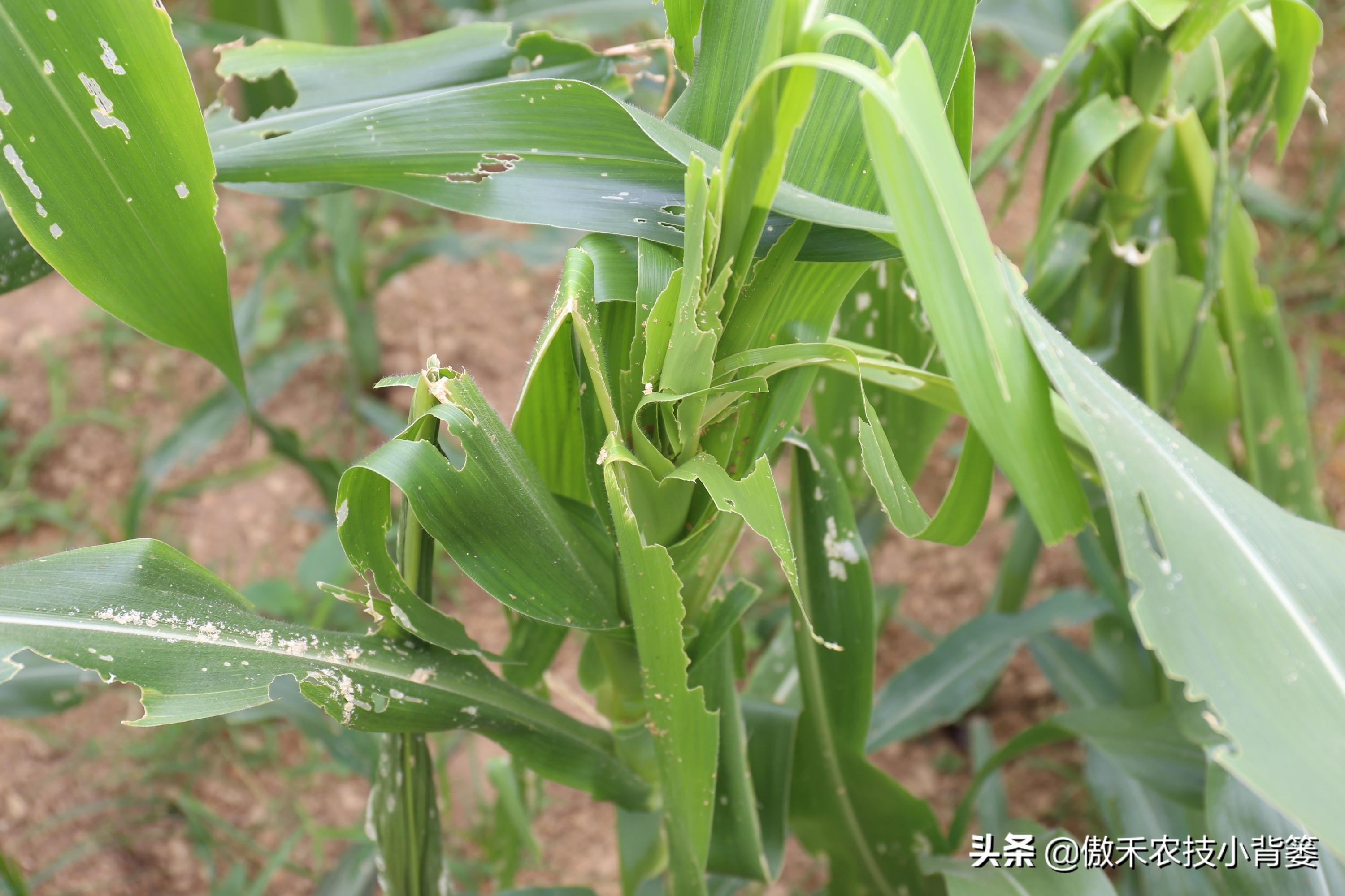 玉米螟虫药什么时候打,防玉米螟什么时间打药合适