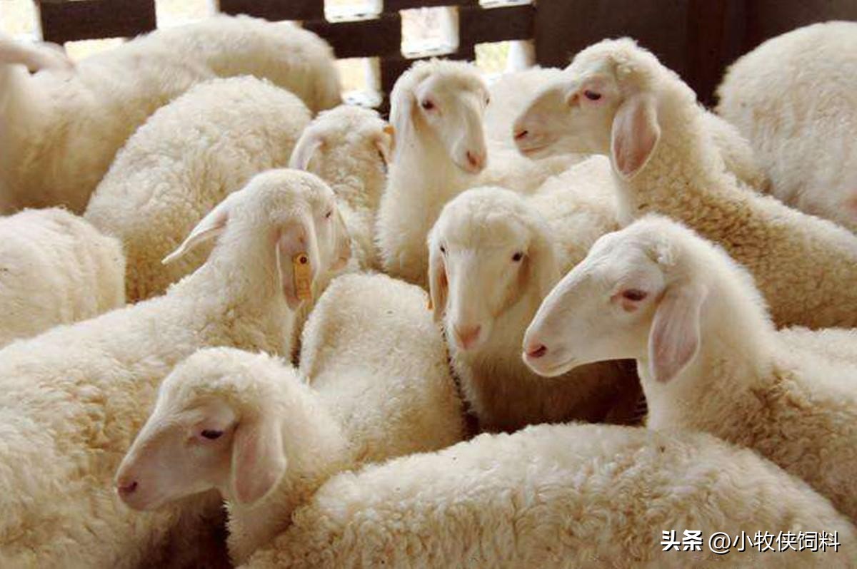 肉羊养殖新技术有哪些方法呢,养殖肉羊的注意事项有哪些