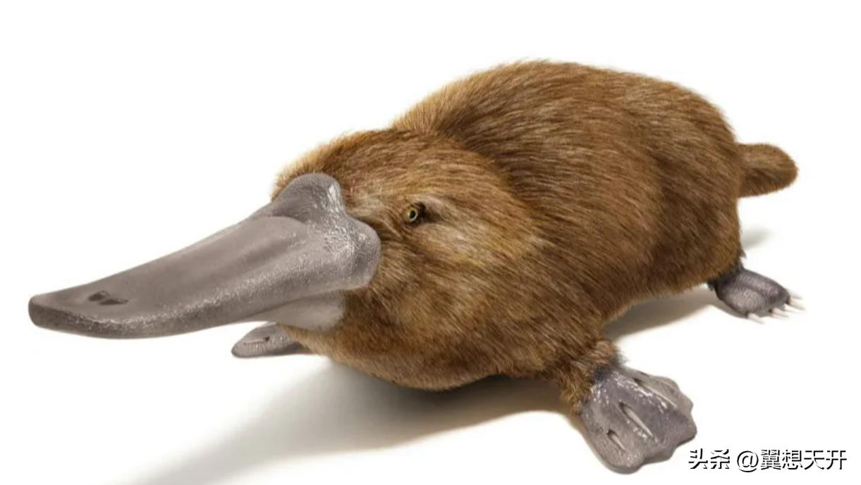 鸭嘴兽几亿年前有多可怕,2500万年前的鸭嘴兽