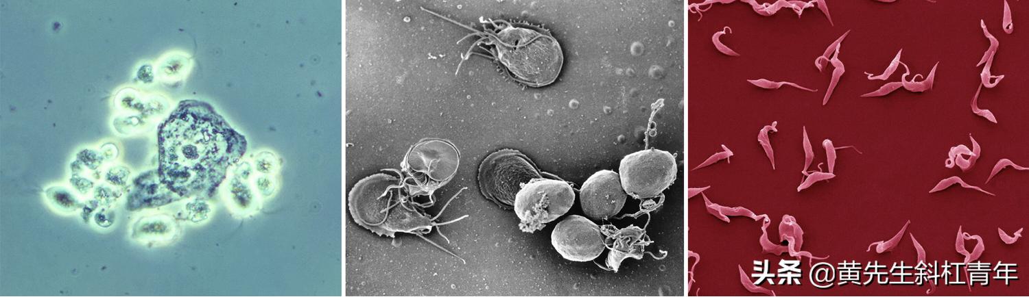 线粒体本质是不是基因,真核生物线粒体和叶绿体的起源